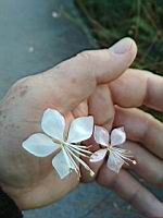 Gaura de Lindheimer - Oenothera lindheimeri (Oullins, 2019-10) (1)